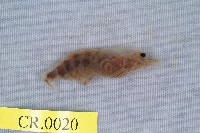 藏品(粗糙沼蝦)的圖片